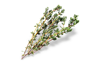 Thymian